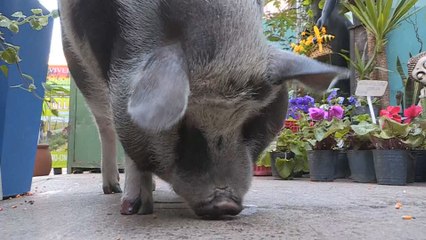 Tuti, el "chancho" que acapara la atención de los vecinos de Buenos Aires