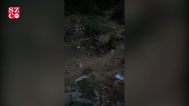 Sarıyer’de acıkan domuz sürüsü şehir merkezine indi