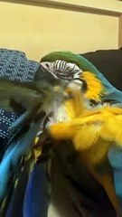 Parrot Gets Embarrassed