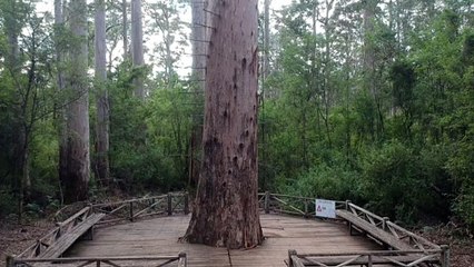 Climbing the Dave Evans Bicentennial Tree
