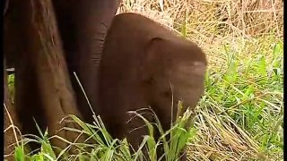 Documentaire Animalier Chroniques de l'Asie Sauvage DVD 2/3 prt 2/2