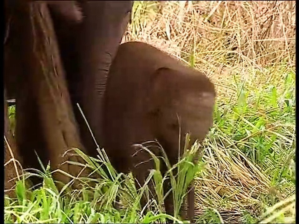 Documentaire Animalier Chroniques de l'Asie Sauvage DVD 2/3 prt 2/2