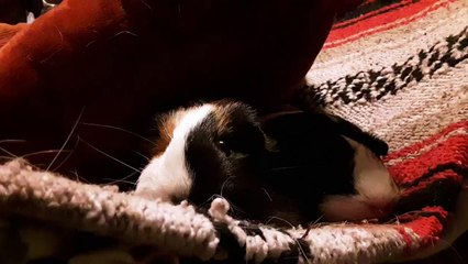CAVIA PORCELLUS TURMERIC PARSLEY 20190905_080829
