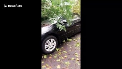 US: Tropical Storm Isaias damages cars with fallen trees
