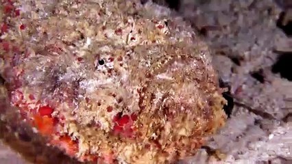 Colorful Stonefish Walking on Sand at Night