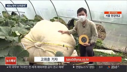 무게만 400㎏ 육박…국내 최대 '슈퍼 호박' 탄생