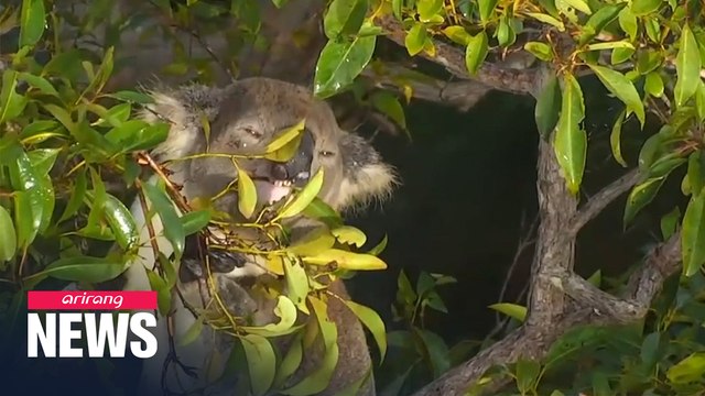 Drones used to track endangered koalas in Australia