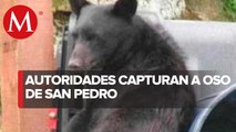 Oso negro captado en San Pedro no será enviado a zoológico