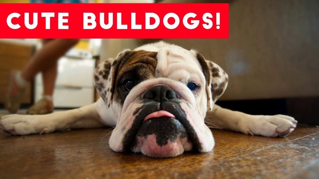 The Funniest Bulldog Videos of 2017 Weekly Compilation _ Funny Pet Videos