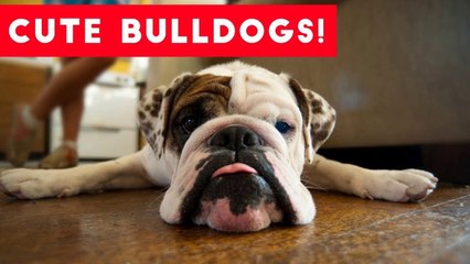 The Funniest Bulldog Videos of 2017 Weekly Compilation _ Funny Pet Videos