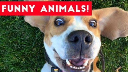 Funniest Pets of the Week Compilation August 2017 _ Funny Pet Videos