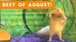 Funniest Pet Reactions & Bloopers of August 2017 _ Funny Pet Videos