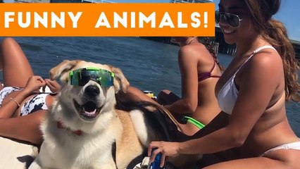 Funniest Pets of the Week Compilation September 2017 _ Funny Pet Videos