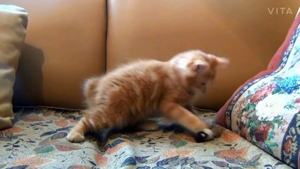 Funny cats and kittens meowing compilation