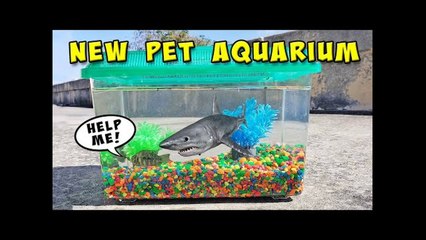 DIY Pet Exotic Fish Aquarium with FirstStateFishing