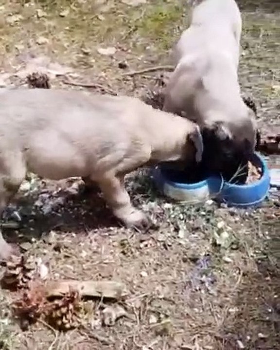 ANADOLU COBAN KOPEK YAVRULARI SABAH KAHVALTISINDA - ANATOLiAN SHEPHERD DOGS PUPPiES at BREAKFAST
