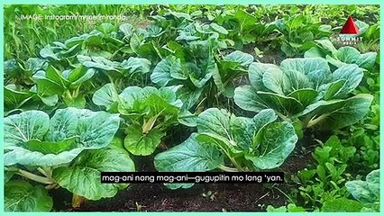 Neri Miranda Shares Vegetable Gardening Tips