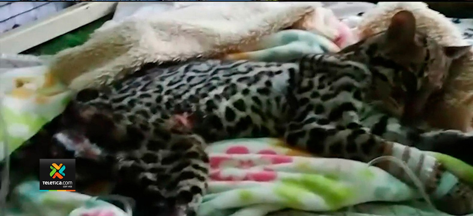 tn7-1270-animales-atropellados,-heridos-o-víctimas-de-maltrato-en-los-últimos-meses-060820