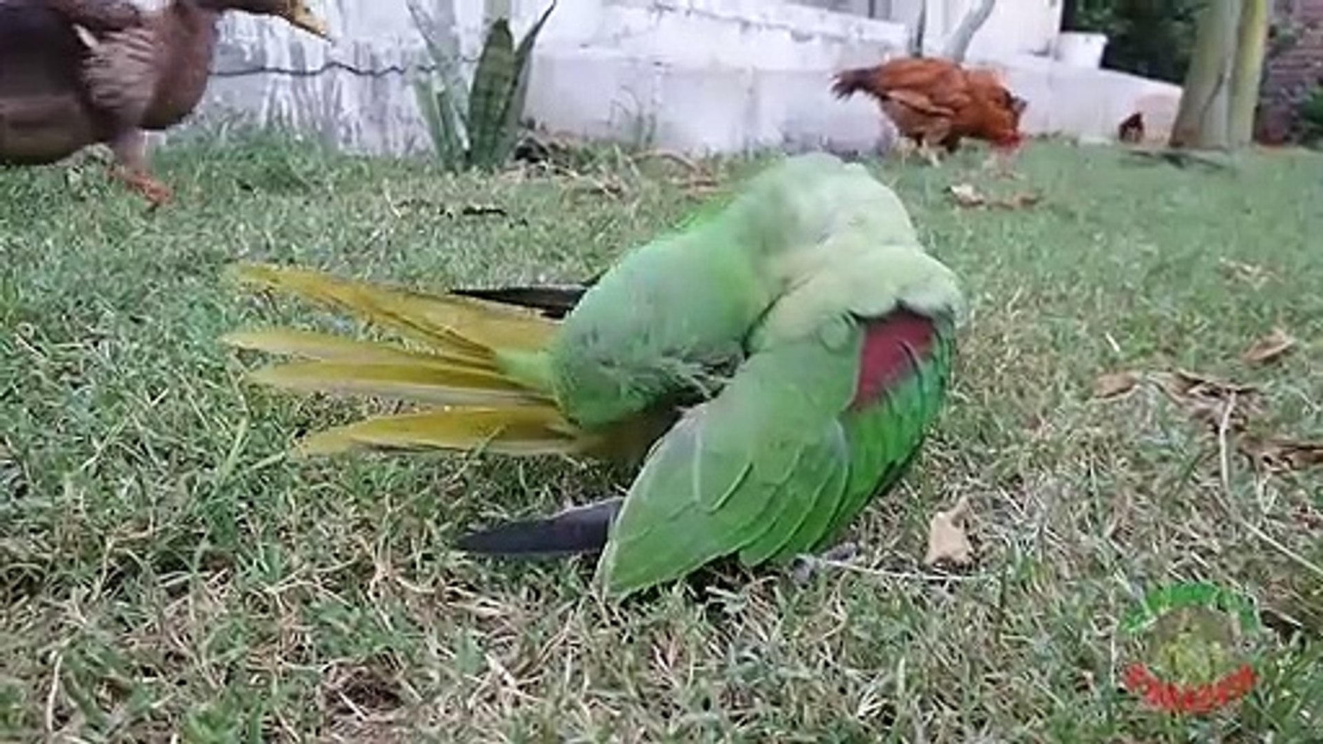 Parrot Watching Rooster Fight