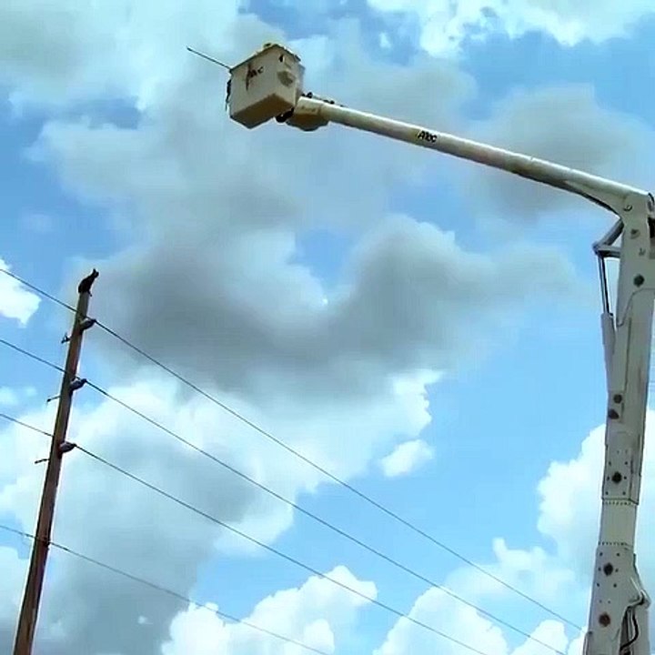Animal Rescue