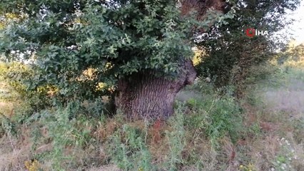 500 yıllık ağacı görenler şaşırıyor