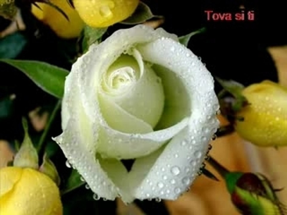 Samo i edninstveno za teb