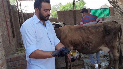 Animal ke muh me chhalo ka gharelu ilaaj,