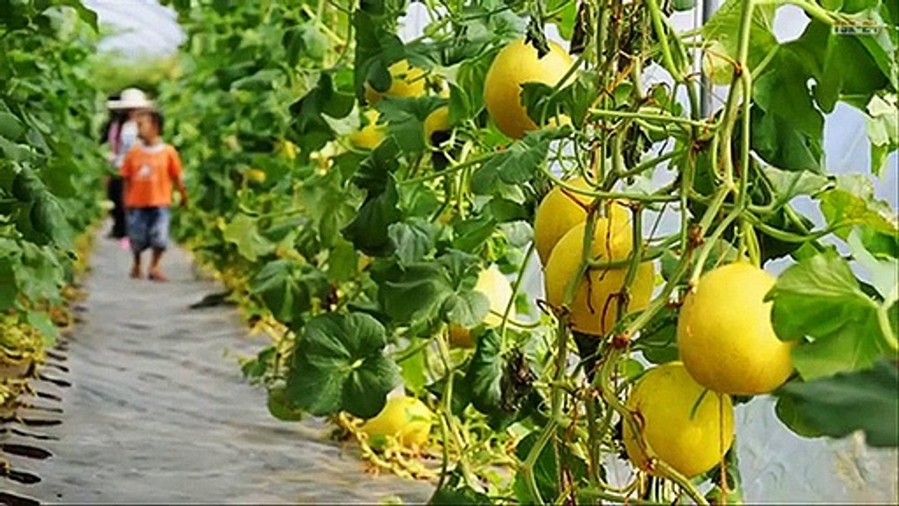 WOW! Amazing Agriculture Technology - Rockmelon Farming
