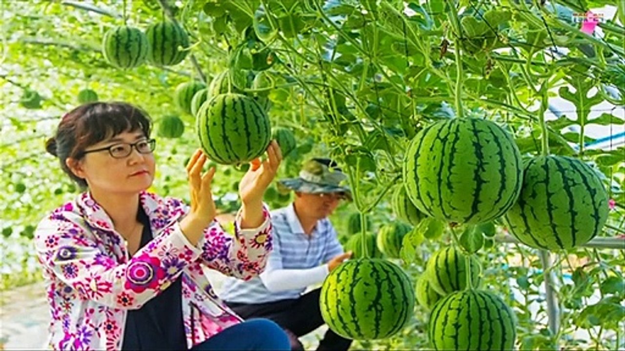 WOW! Strange Watermelon - Amazing Agriculture Technology