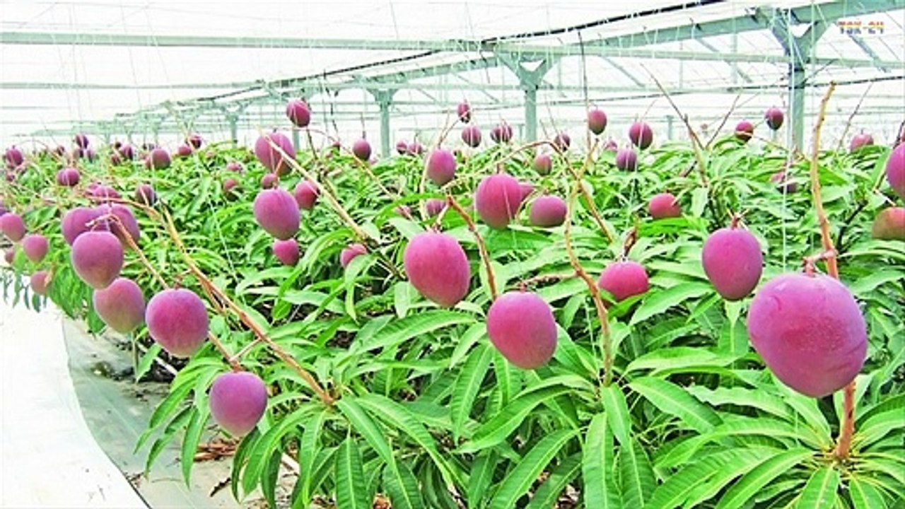 WOW! Strange Mango Tree - Amazing Japan Agriculture Technology Farm