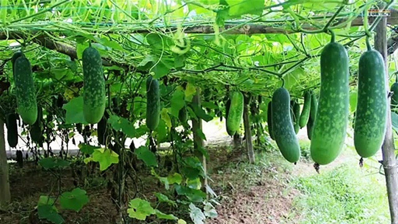 How To Grow Gourds At Home - Amazing Agriculture Technology