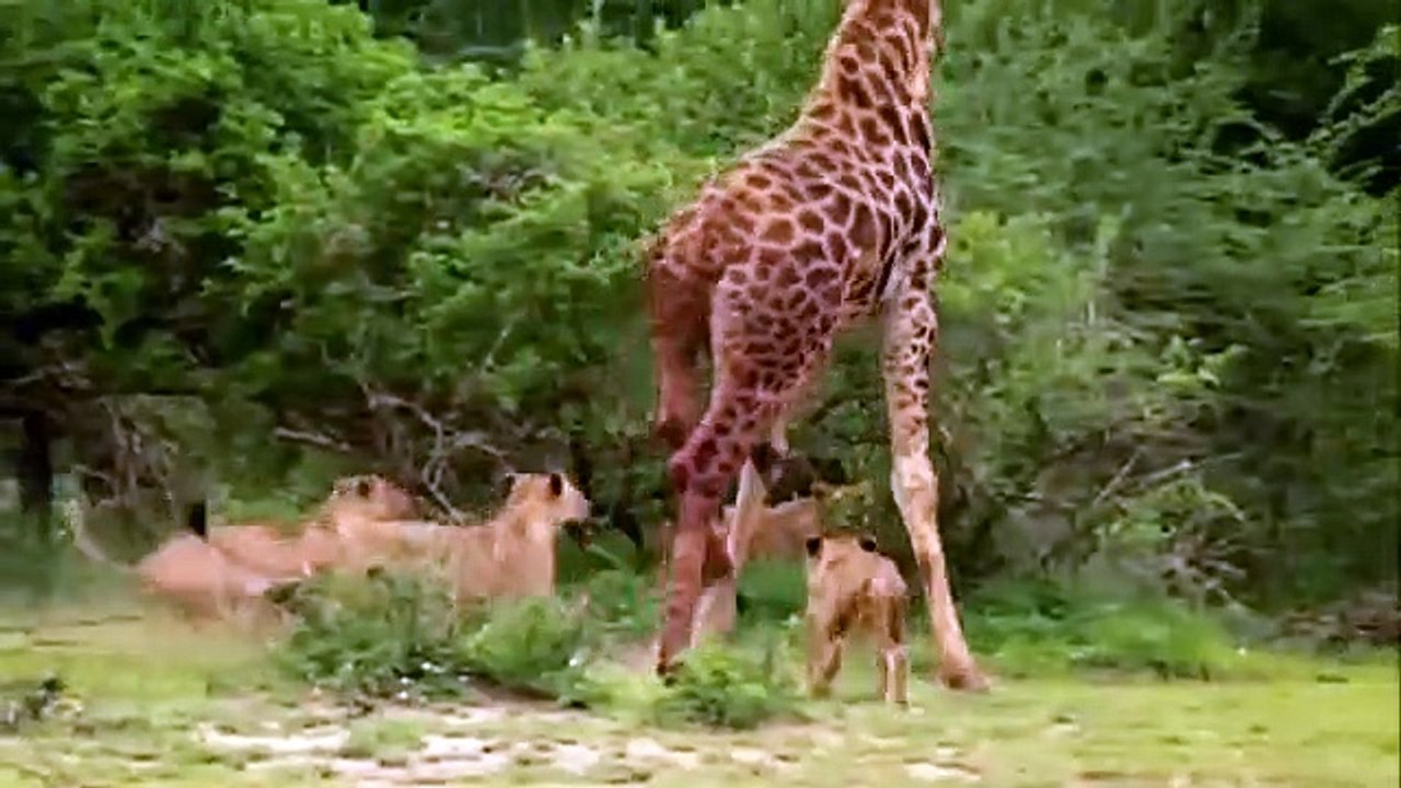 Wildlife sanctuary , biggest fight between girrafe and tigers, wildlife,very big fight, wildlife is the best thing in the world.