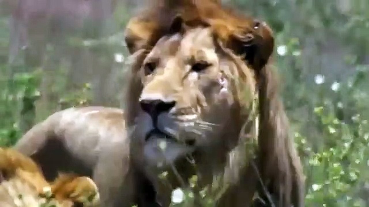 Wildlife sanctuary biggest fight between two lions for their domination. everyone should watch'this. how to watch fight.