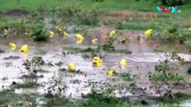 Puluhan Katak Kuning Dengan Suara Aneh Bikin Geger India