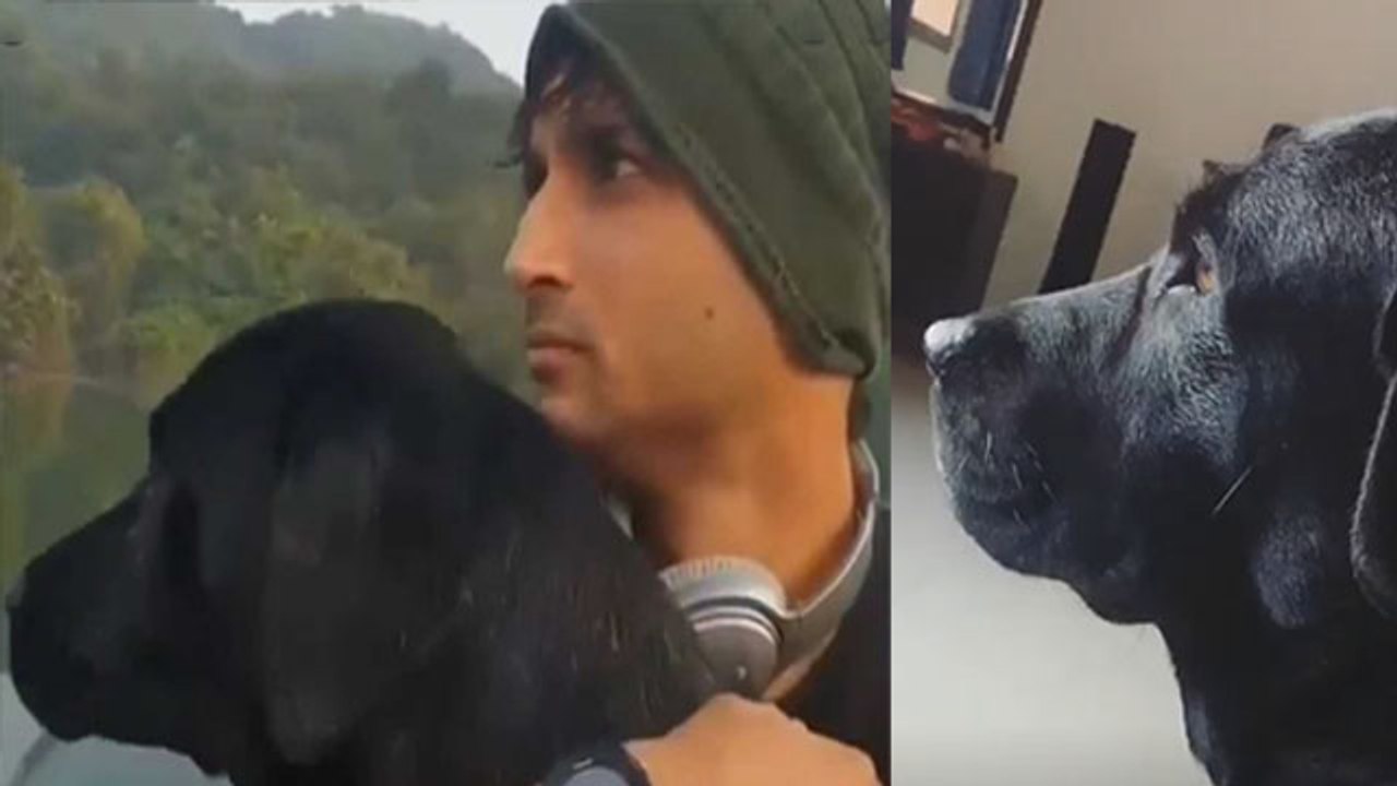 Sushant का आज भी इंतजार कर रहा है Dog Fudge; भांजी की ये पोस्ट देख रो पड़ेंगे आप | FilmiBeat