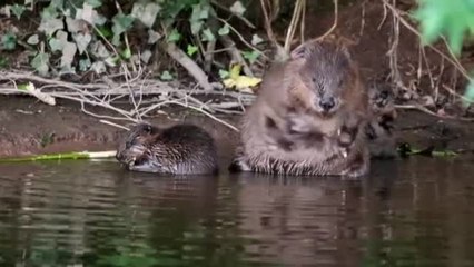 Los castores se ganan el derecho a permanecer en la naturaleza en Reino Unido