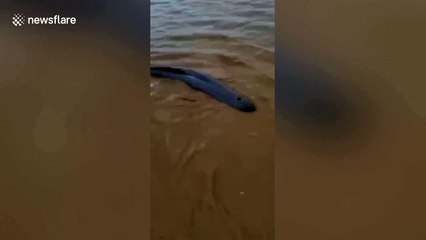Chinese fishermen rescue dolphins stranded on beach