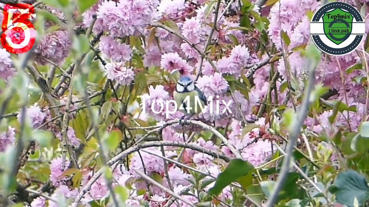 Birds