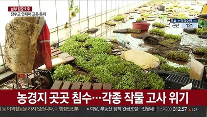 자취 감춘 논밭…임진강 하류 농경지 침수