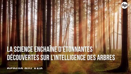 Les arbres possèdent également une forme d'intelligence qui fascine les scientifiques