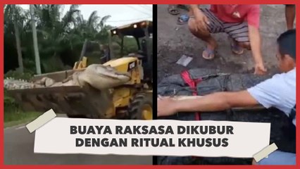Heboh Buaya Raksasa Ini Dikubur Dengan Ritual Khusus