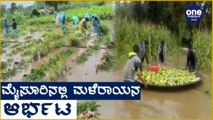 Mysoreನಲ್ಲಿ ಗದ್ದೆಗೆ ನುಗ್ಗಿದ ನೀರು, ಮೆಕ್ಕೆ ಜೋಳದ ಬೆಳೆ ಹಾನಿ
