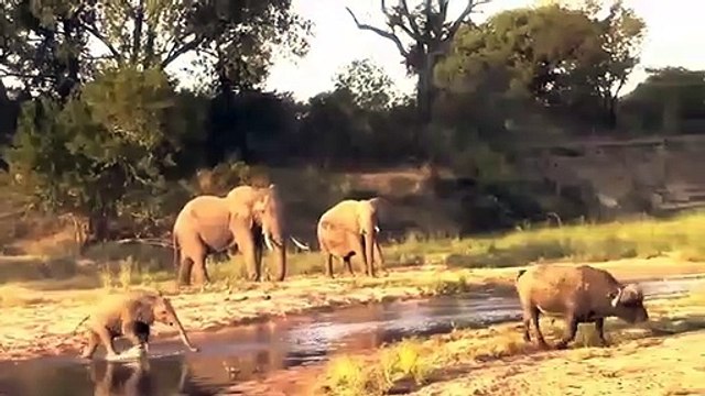 Angry Elephant stabs and kills Buffalo Elephant vs buffalo Hippo vs Hyena in the river (EWC)