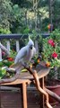 Cheeky Cockatoo Flings Lorikeets Away From Food Bowl