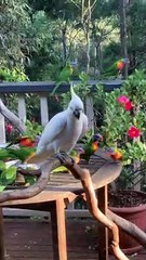 Cheeky Cockatoo Flings Lorikeets Away From Food Bowl