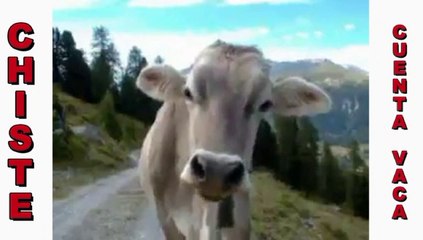 VIDEO DE CHISTE CUENTA VACA SOBRE EL INGLES
