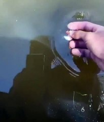 Homem tem surpresa ao alimentar os peixes do lago