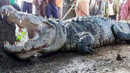 MP: 10-feet long crocodile spotted on highway