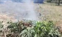 Calabria - Scoperte due grandi piantagioni di marijuana nella Locride: 4 arresti (07.08.20)