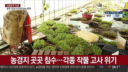 자취 감춘 논밭…임진강 하류 농경지 침수